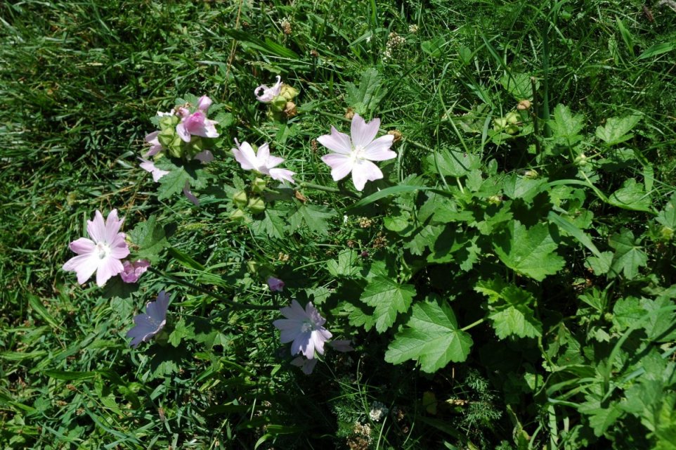 Malva alcea / Malva alcea